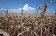 The Real Hunger Games – Big Commodity Traders Control World Grain Market
